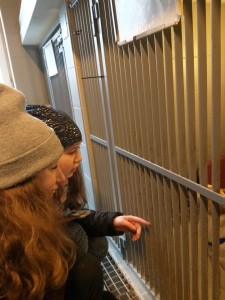 Wizyta w Schronisku 2019 (1)