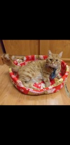 Screenshot 20200609-155344 Gallery