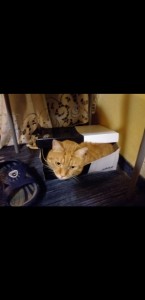 Screenshot 20200609-155442 Gallery