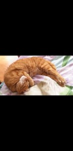 Screenshot 20200609-155510 Gallery